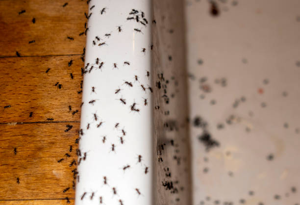 Best Pest Prevention Services  in Mount Ida, AR