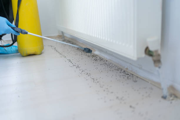 Best Mosquito Control Services  in Mount Ida, AR