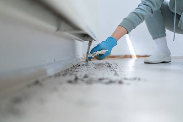 Best Bed Bug Extermination  in Mount Ida, AR